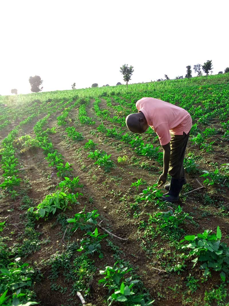 Small-scale farming profitability