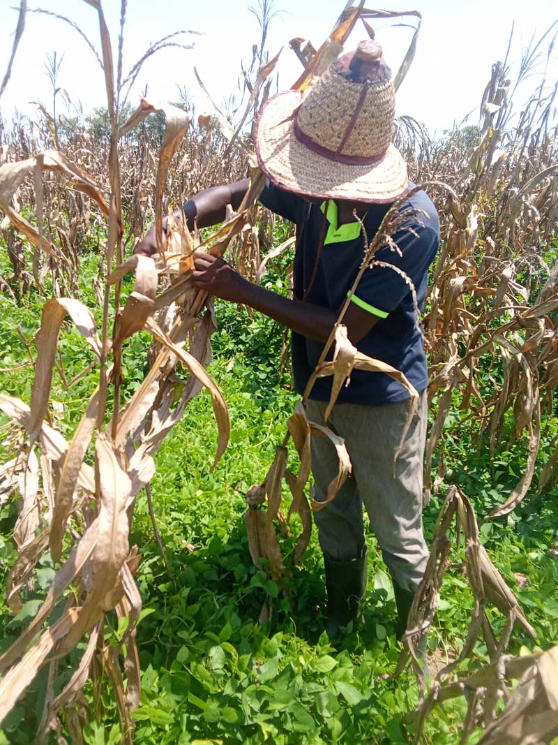 farmers packing harvested maize home