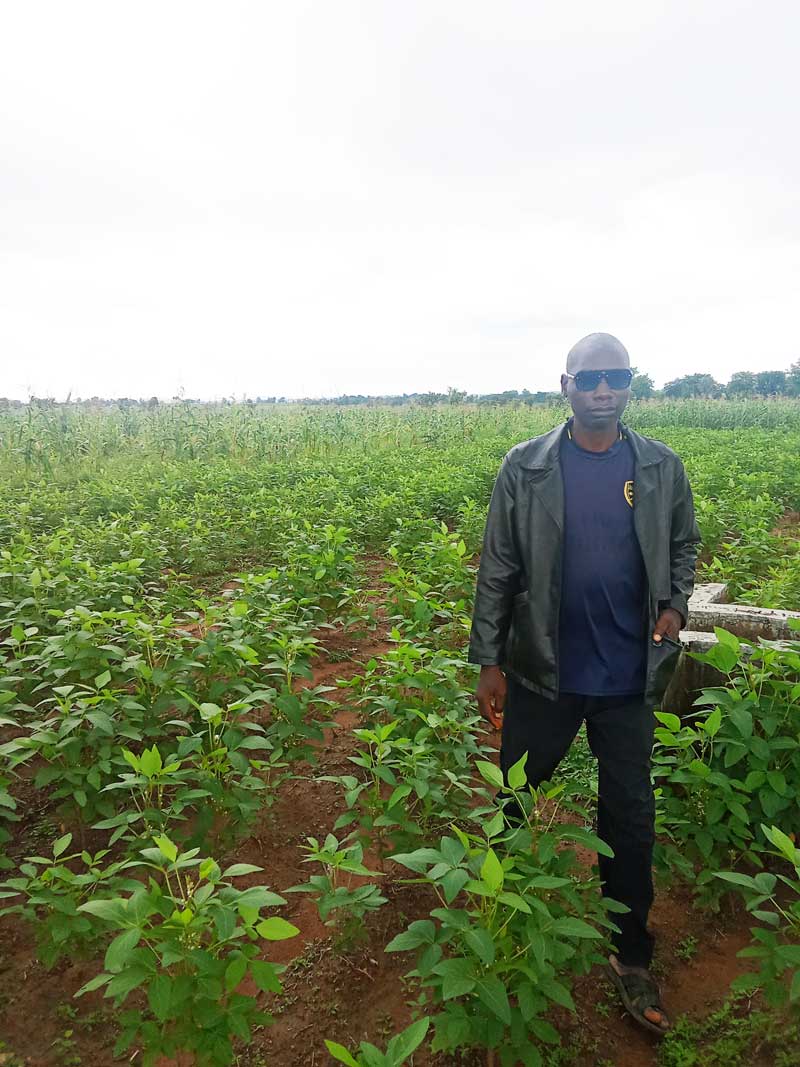 a maize farmer inspecting the maize cob