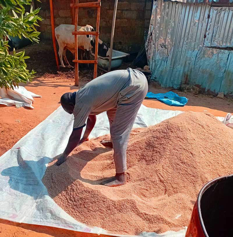 In Commercial Feed vs. Homemade Feed