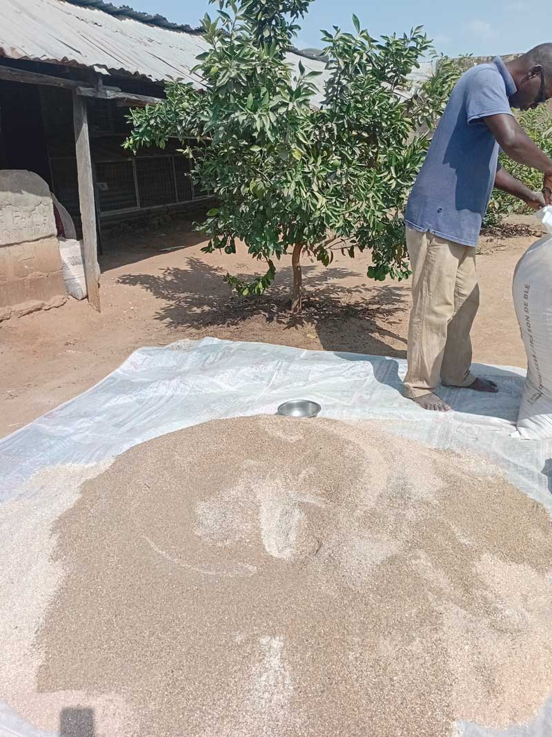 Commercial Feed vs. Homemade Feed