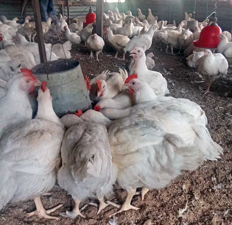 reducing feed waste on your poultry farm