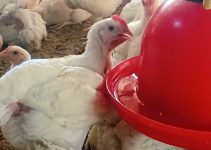 Broilers Heat, And Heavy Losses: 5 Painful Lessons That Changed How I Raise Broilers Forever