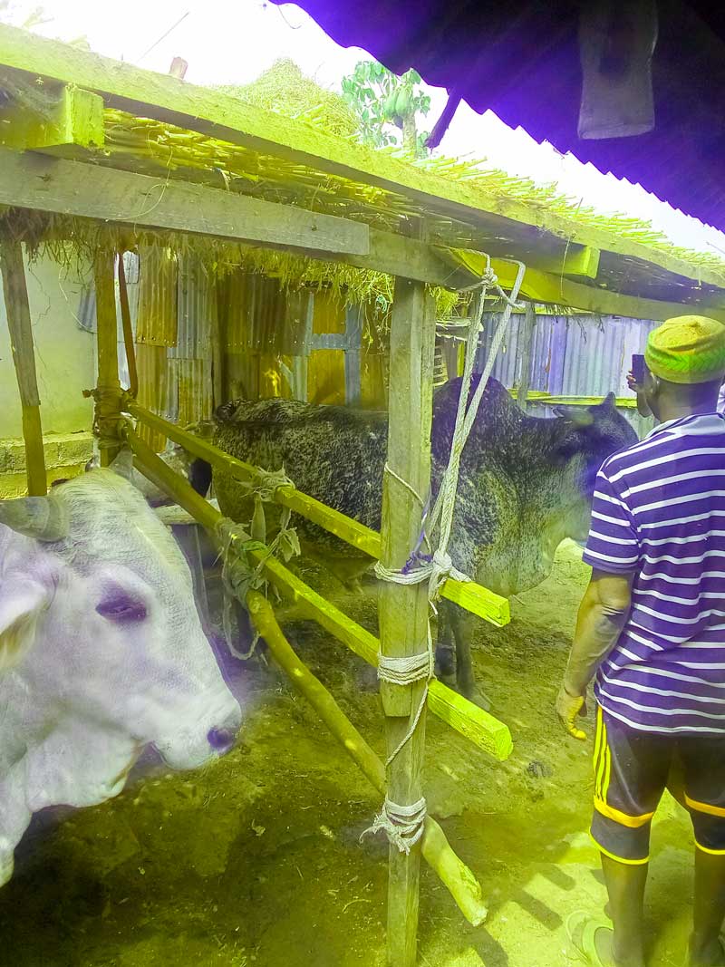 Small-scale farming profitability