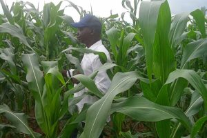 7 Daily Habits Every Small to Medium-Scale Farmer Must Master to Turn Loss into Profit