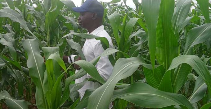 7 Daily Habits Every Small to Medium-Scale Farmer Must Master to Turn Loss into Profit