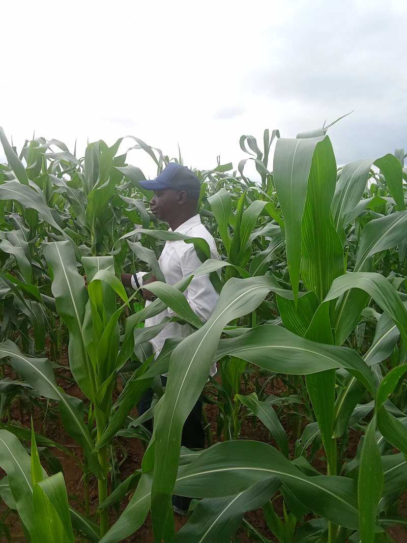 7 Daily Habits Every Small to Medium-Scale Farmer Must Master to Turn Loss into Profit