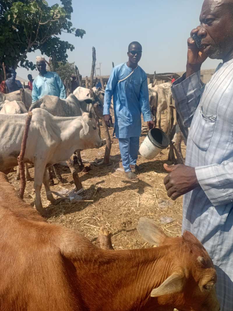 a rural cattle market in a profitable cow fattening business