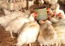 Feed Is Money: 5 Proven Strategies Successful Poultry Farmers Use to Reduce Feed Waste Every Day