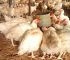 Feed Is Money: 5 Proven Strategies Successful Poultry Farmers Use to Reduce Feed Waste Every Day