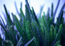 From Backyard Plant to Poultry Medicine: 5 Amazing Benefits of Aloe Vera to Poultry Chickens