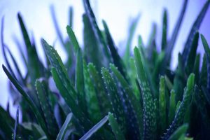 From Backyard Plant to Poultry Medicine: 5 Amazing Benefits of Aloe Vera to Poultry Chickens