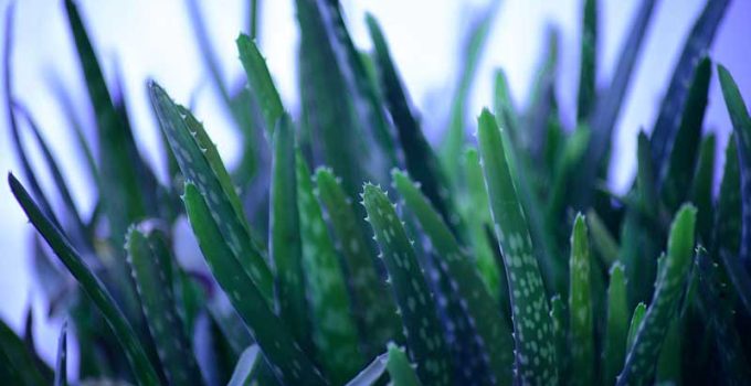 Benefits of Aloe Vera to Poultry Chickens