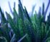 From Backyard Plant to Poultry Medicine: 5 Amazing Benefits of Aloe Vera to Poultry Chickens