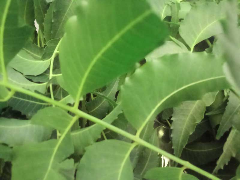 benefits of neem leaves to poultry