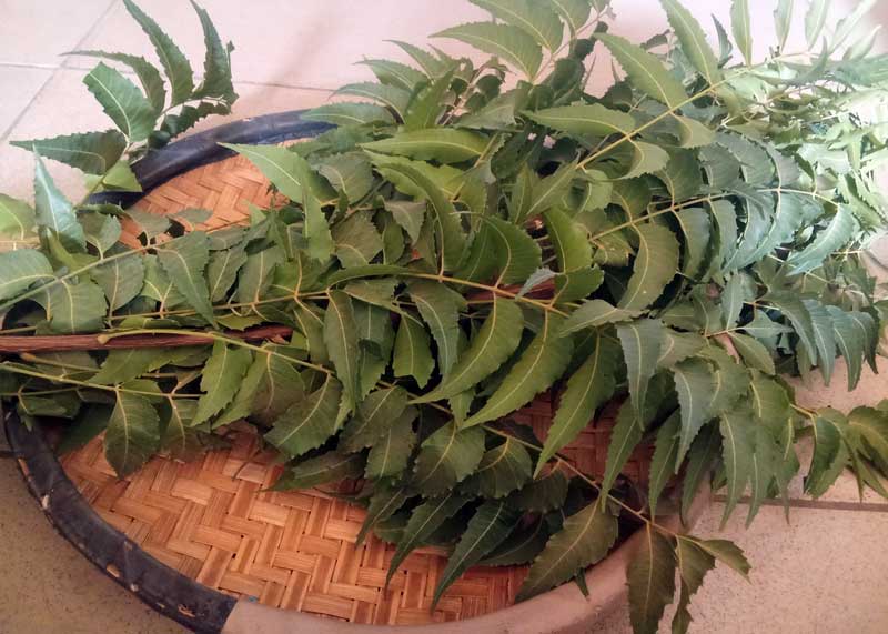 benefits of neem leaves to poultry