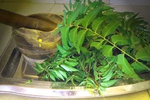 Raise Stronger, Healthier Birds the Organic Way: 6 Proven Benefits of Neem Leaves Every Poultry Farmer Should Know