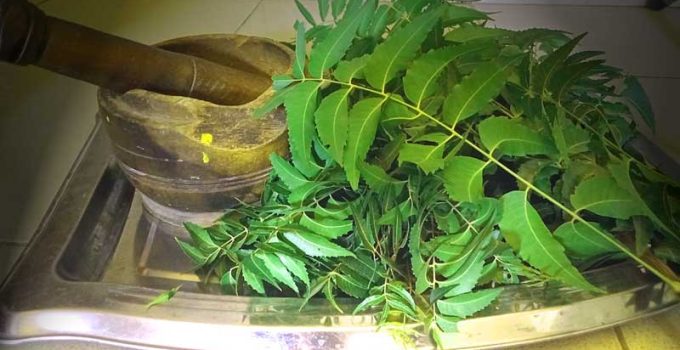 benefits of neem leaves to poultry