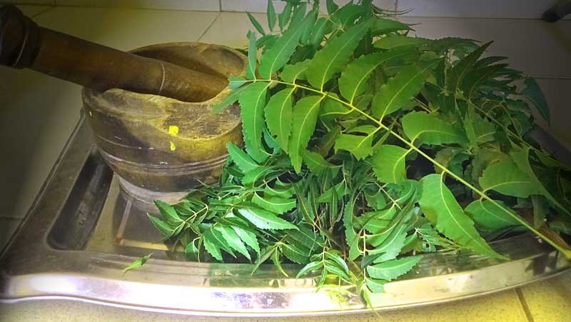 benefits of neem leaves to poultry