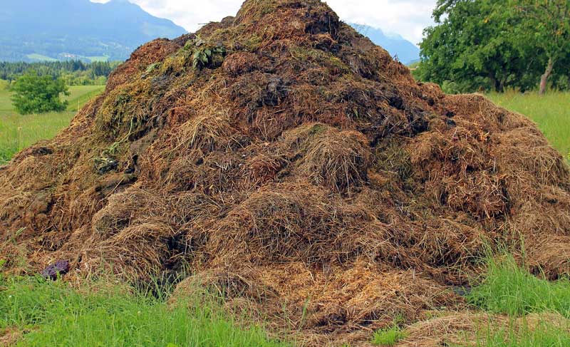 compost heap
