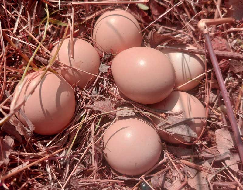 eggs a group of laying hens