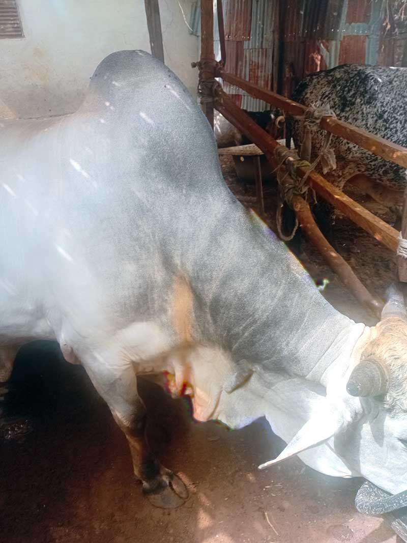 Making Money through Farming cow fattening 