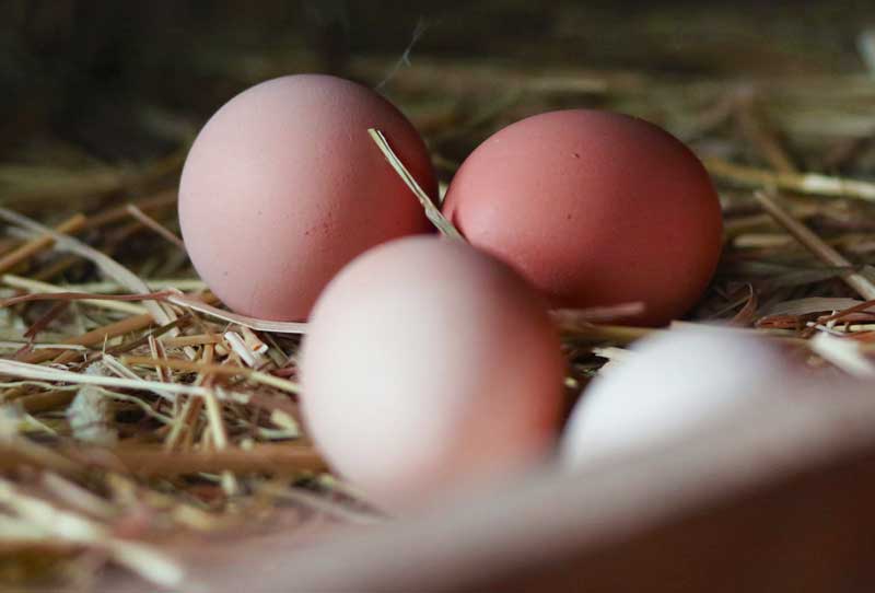 layers refuse to lay eggs if they are not adequately taken care of