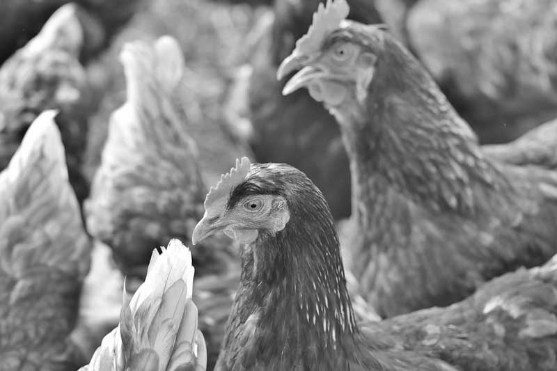a group of laying hens