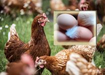 No Eggs Yet No Wahala ? Discover 5 Shocking Reasons Your Layers Refuse to Lay Eggs (And How to Fix Them Fast!) No Eggs Yet No Wahala ? Discover 5 Shocking Reasons Your Layers Refuse to Lay Eggs (And How to Fix Them Fast!)