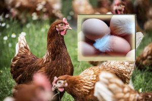 No Eggs Yet  No Wahala ? Discover 5 Shocking Reasons Your Layers Refuse to Lay Eggs (And How to Fix Them Fast!)