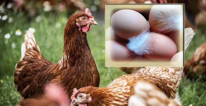 layers refuse to lay eggs