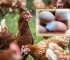 No Eggs Yet  No Wahala ? Discover 5 Shocking Reasons Your Layers Refuse to Lay Eggs (And How to Fix Them Fast!)