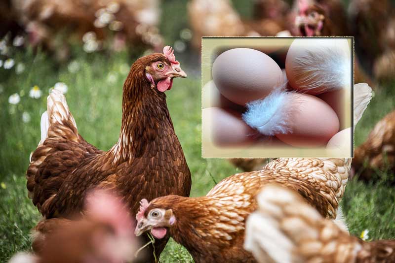 layers refuse to lay eggs 