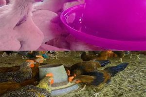 6 Costly Poultry Feeding Mistakes I Made as a Beginner Farmer (And How They Nearly Ruined My Flock)