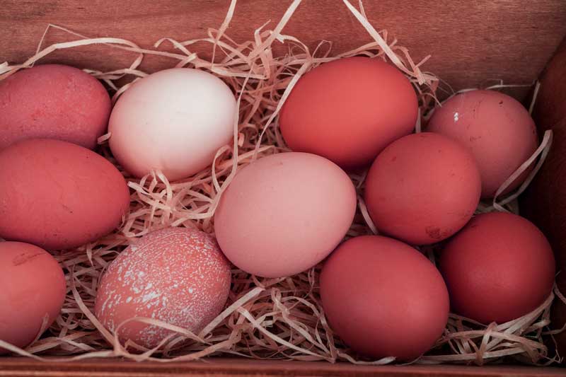 layers refuse to lay eggs 