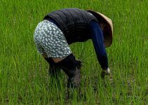 6 Everyday Habits Every Farmer Must Adopt to Avoid Back Pain (So You Can Work Longer, Stronger, and Productively)