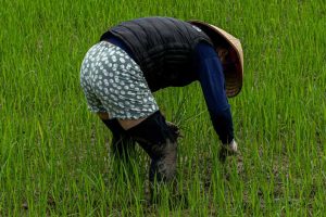 6 Everyday Habits Every Farmer Must Adopt to Avoid Back Pain (So You Can Work Longer, Stronger, and Productively)