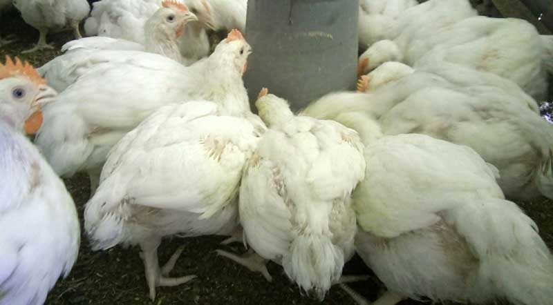 broiler in their pen in Broiler Farmers Struggle to Make Profit feeding broilers