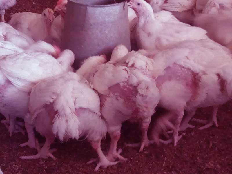 broiler in their pen in Broiler Farmers Struggle to Make Profit