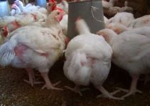 5 Brutal Reasons Broiler Farmers Struggle to Make Profit (And How you can Fix Them)