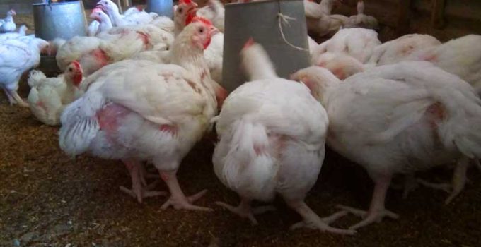 Broiler Farmers Struggle to Make Profit