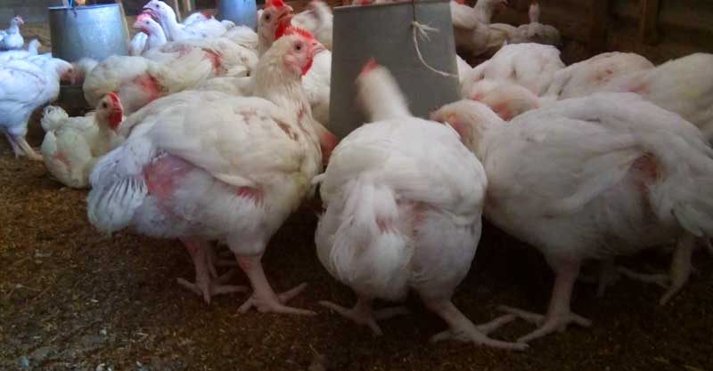 Broiler Farmers Struggle to Make Profit