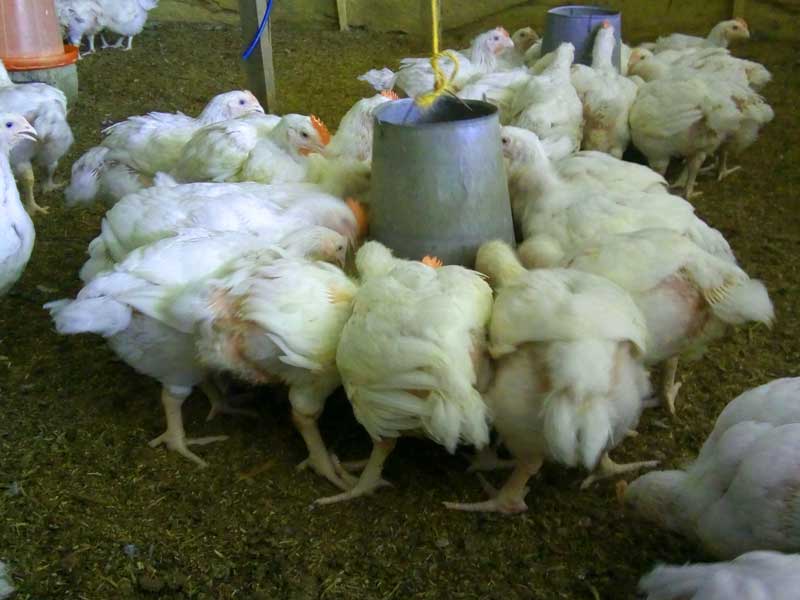 broilers feeding in maize an sorghum in Maize vs. Sorghum in Poultry Feed