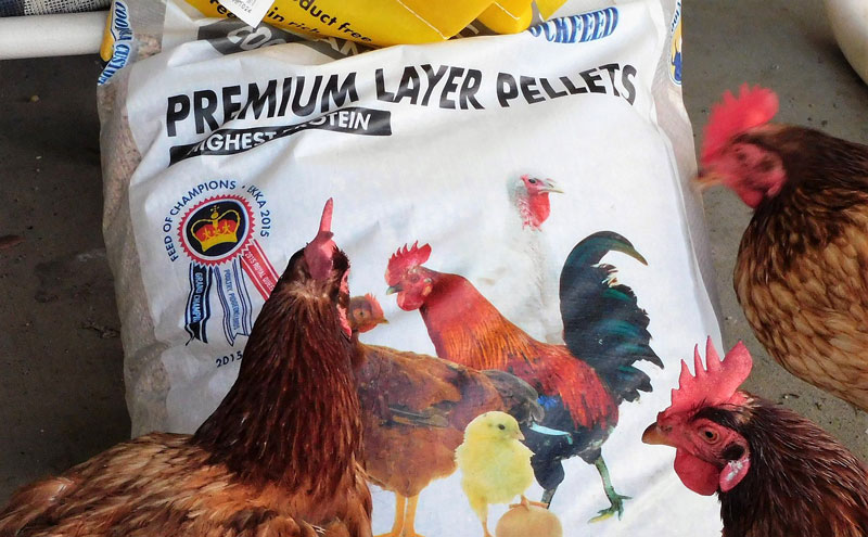 Why Your Poultry Farm Is Struggling While Feed Companies are Cashing Out
