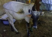 Do You Just Bought A Cow For Fattening? 4 Essential Cow Fattening Health Management Steps to Take Immediately