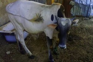 Do You Just Bought A Cow For Fattening? 4 Essential Cow Fattening Health Management Steps to Take Immediately