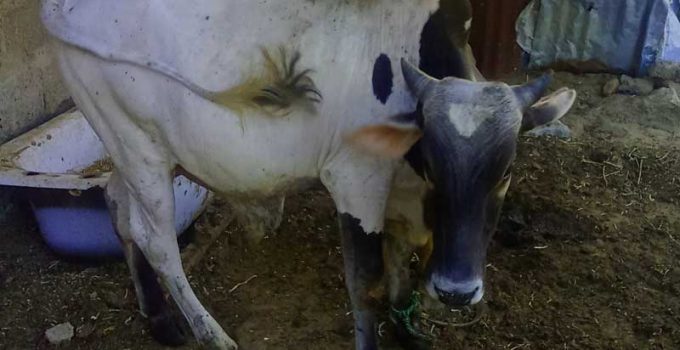 cow fattening health management steps