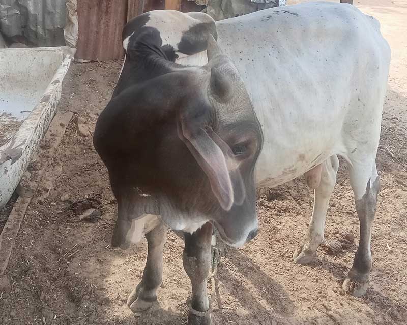 cow fattening health management care and steps