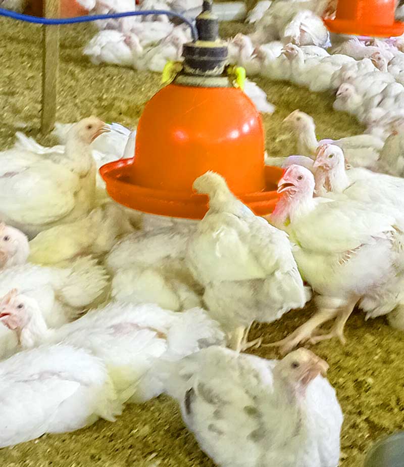 Poultry Diseases That Spread in Hot Weather 