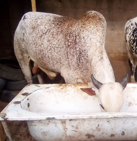 cow fattening health management 